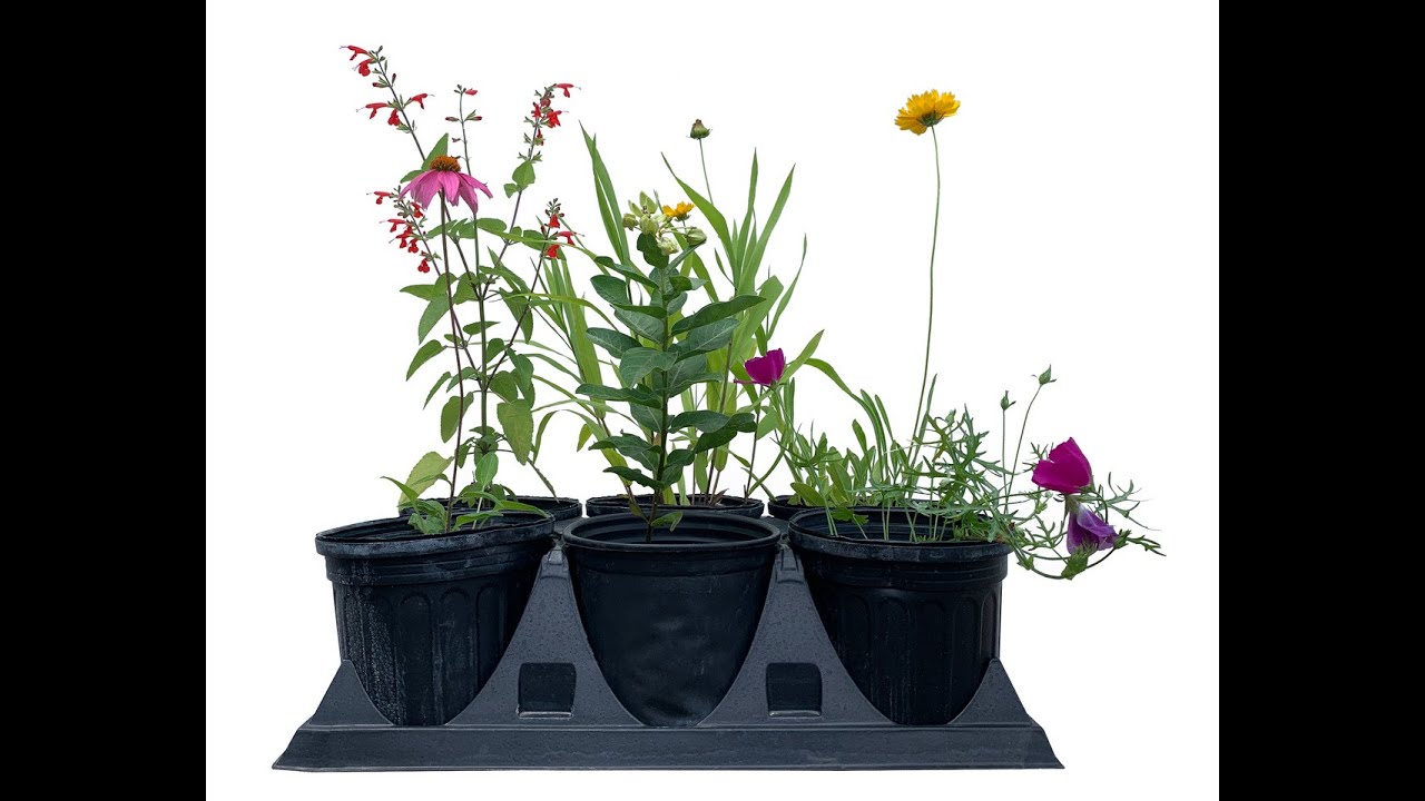 Planting Natives with The Garden Club of Houston