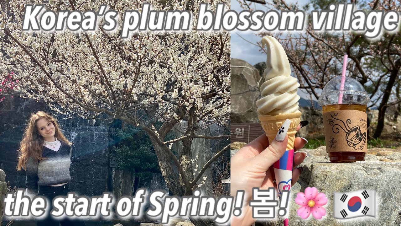 Visiting South Korea's Plum Blossom Village! (vlog 21)