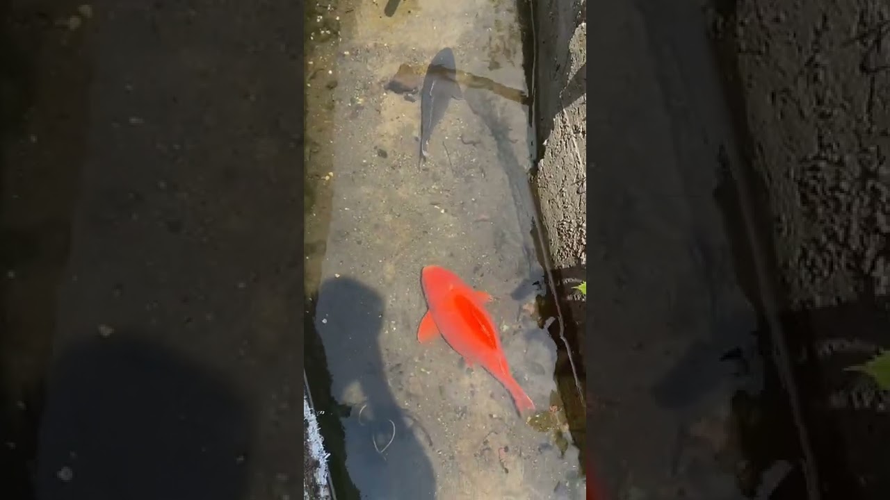 best beautiful Fish koi Chinese Shorts fishing movie, carp fishing Village fishing best fishing