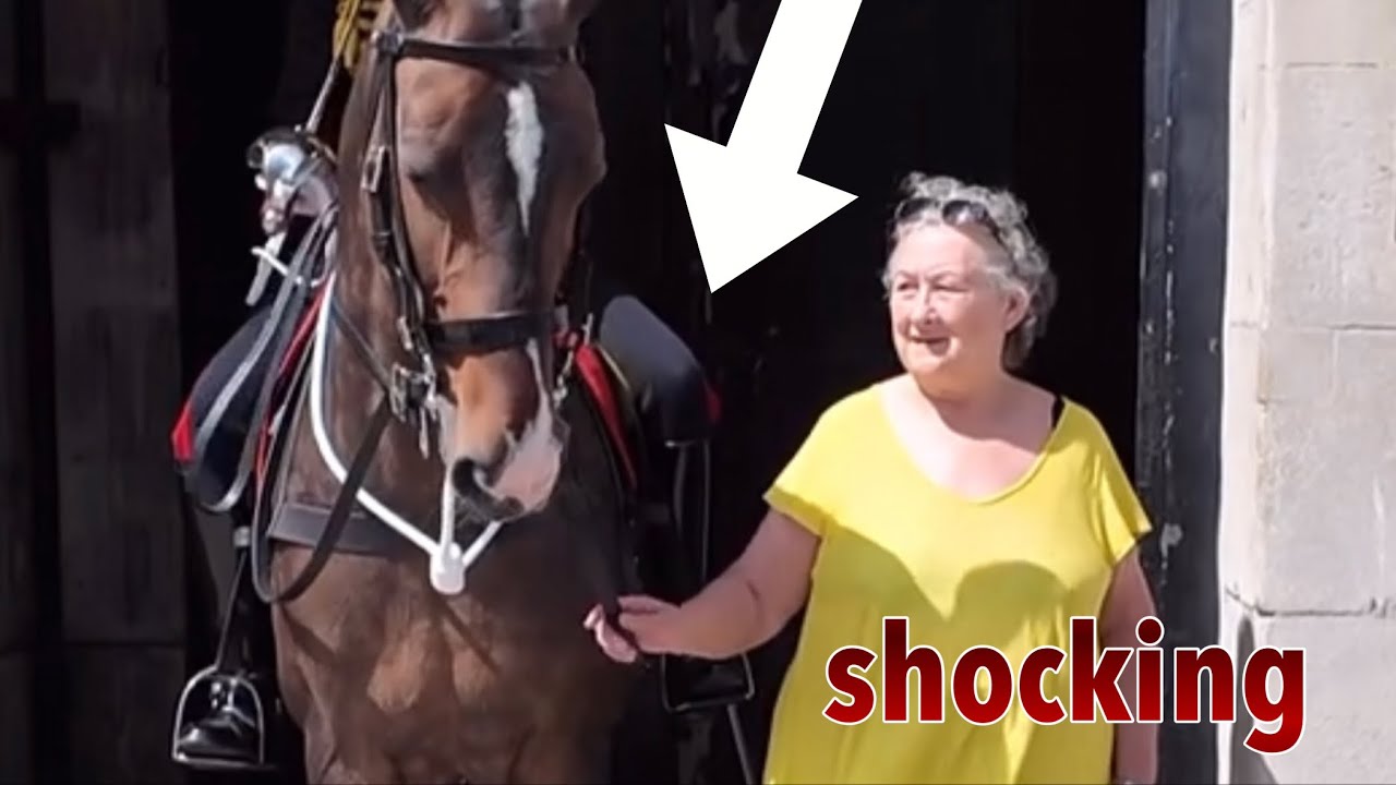 SILLY IDIOTS IGNORED THE SIGNS AND PROVOKED THE HORSE, THIS HAPPENED!!!