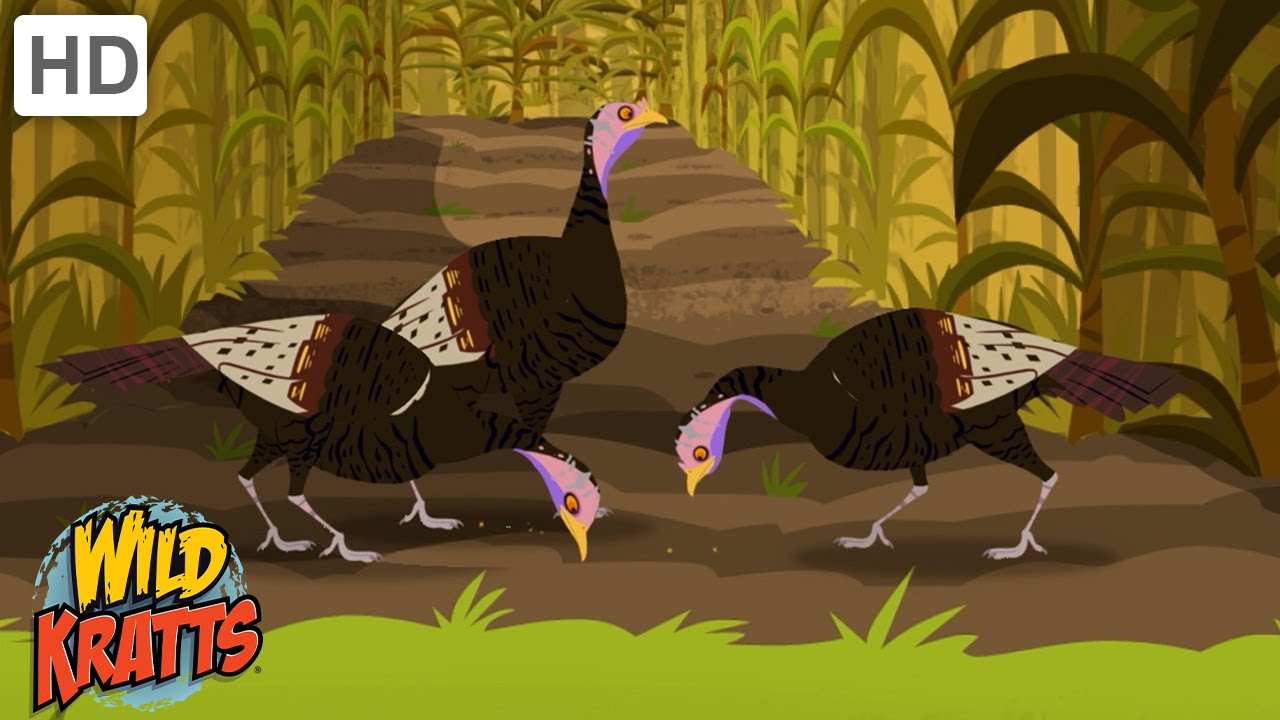 Tons of Turkey Facts | Happy Thanksgiving | Wild Kratts