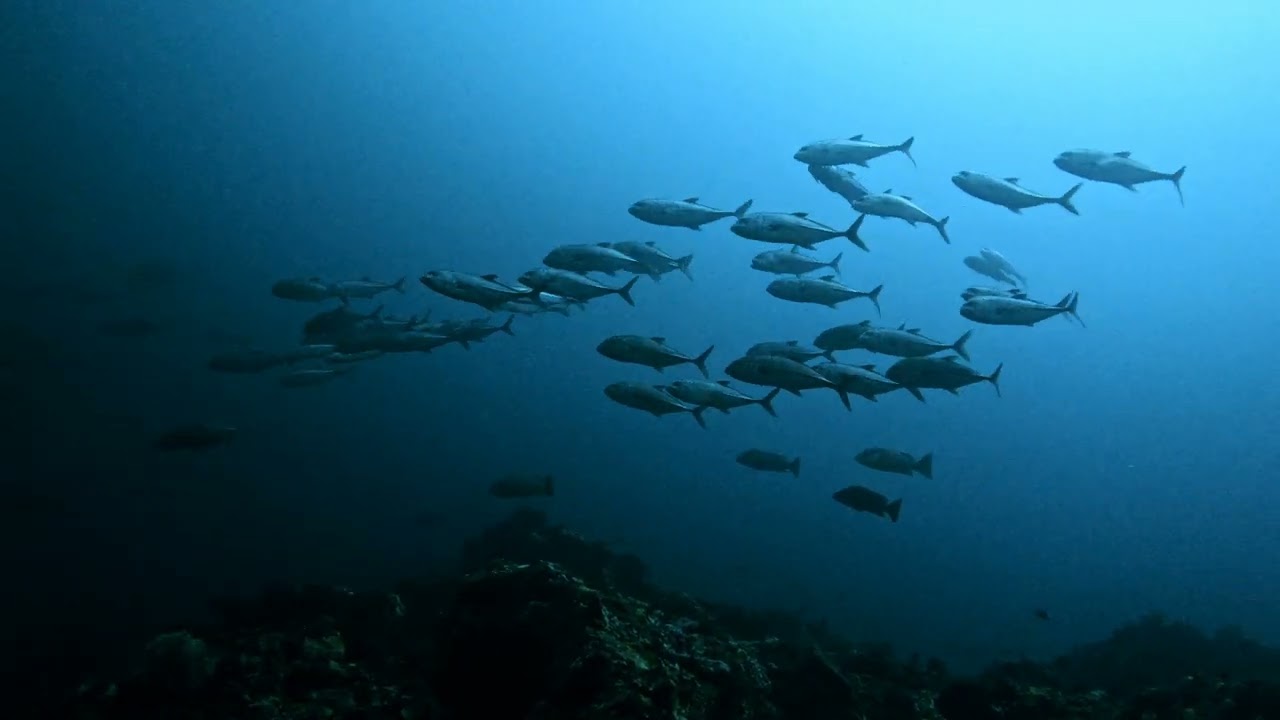 Verde island
