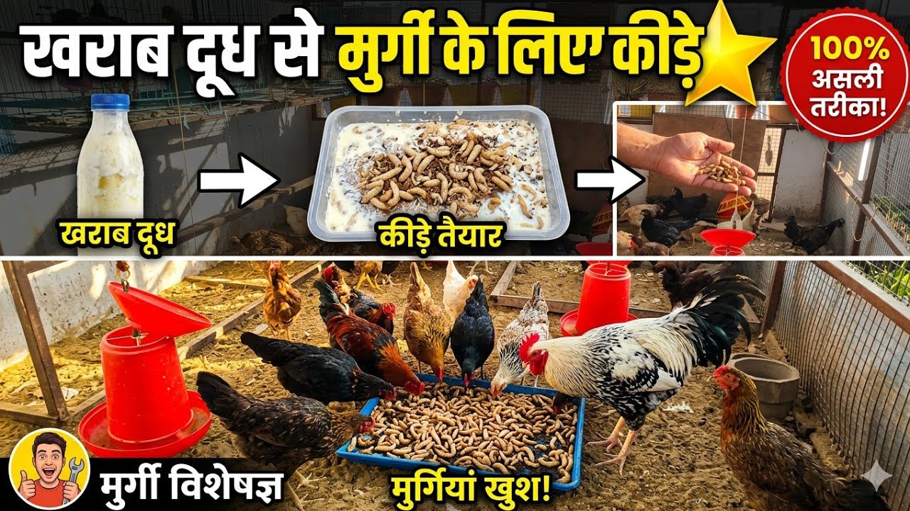 खराब दूध से मुर्गी के लिए कीड़े कैसे बनाएं/#poultry #poultryfarming #poultryfeed #trend #trending 