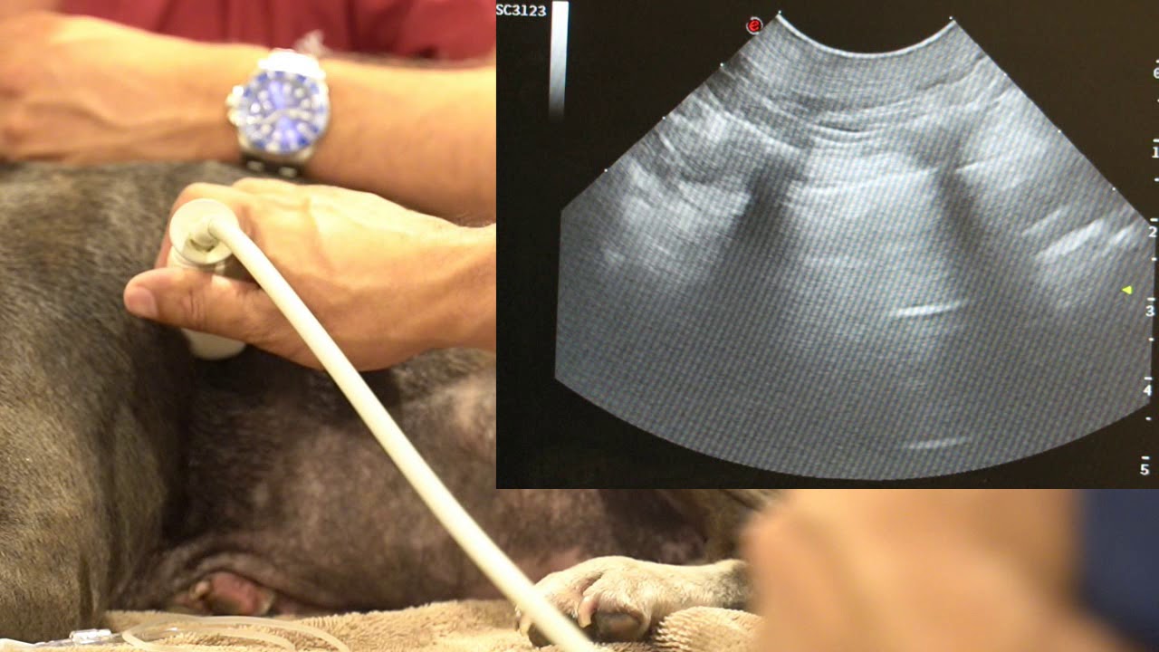Vet Emergency Ultrasound: TFAST - Thoracic Focused Assessment with Sonography for Trauma