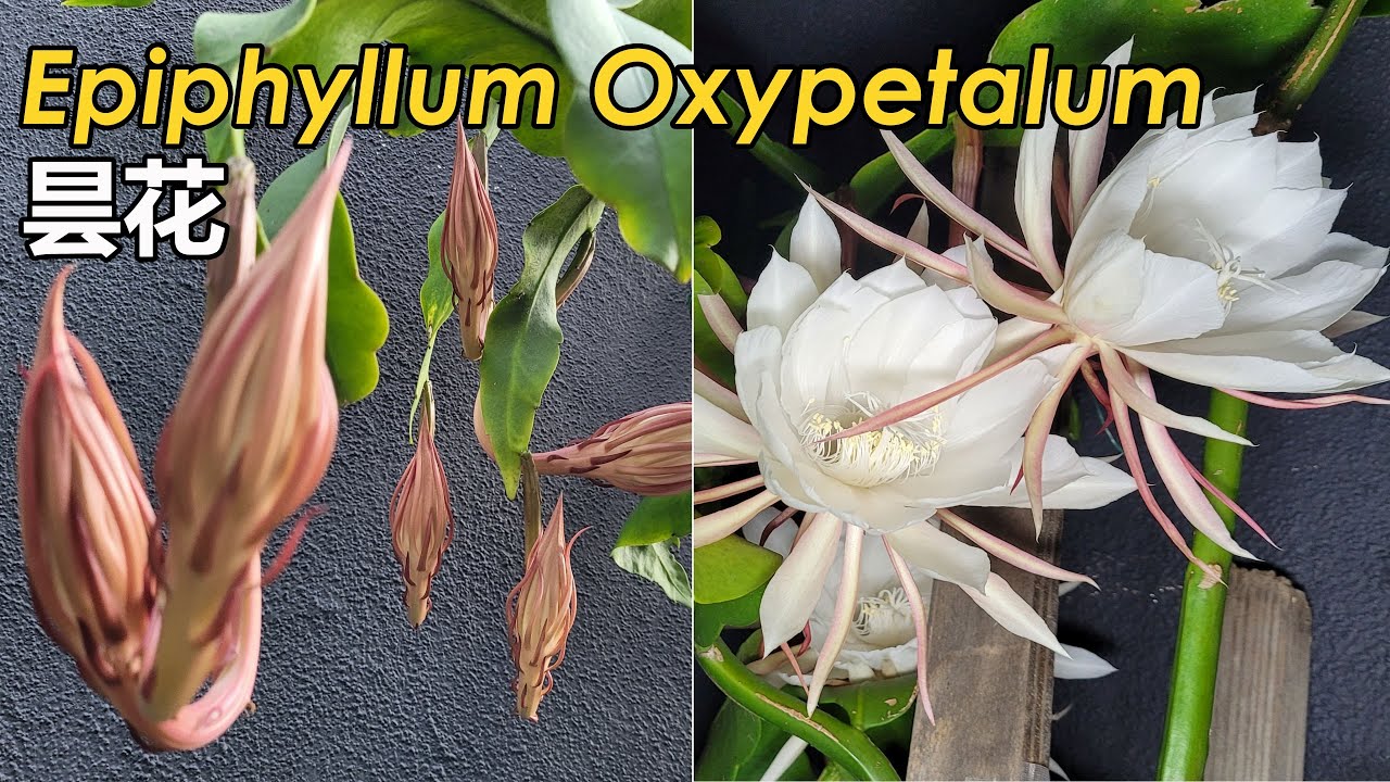 Epiphyllum Oxpetallum Blooming Update | How Many Flowers Can Queen of the Night Hold (昙花)
