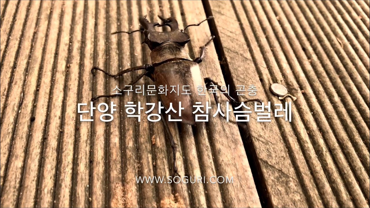단양 솔고개 학강산 참사슴벌레 (Lucanus maculifemoratus) - 소구리문화지도