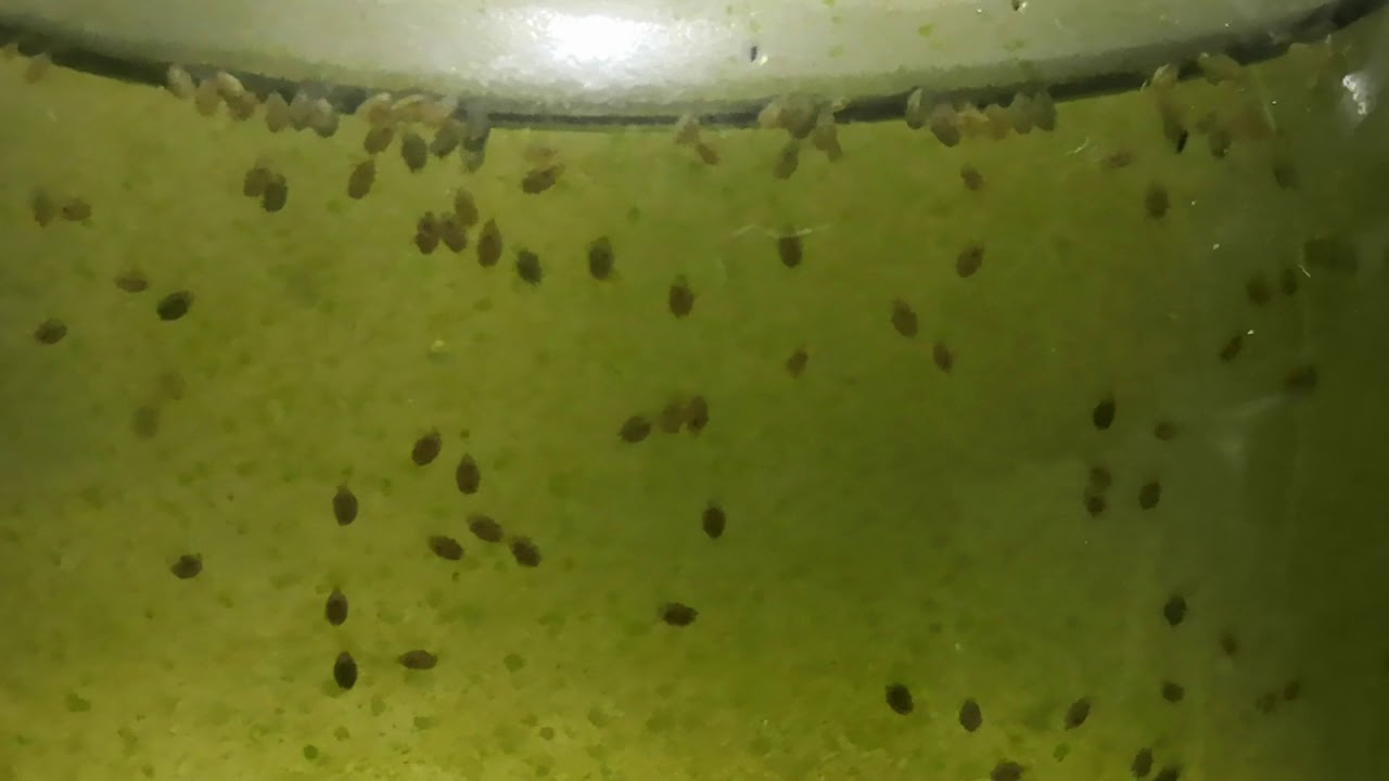 Colonia de copepodos