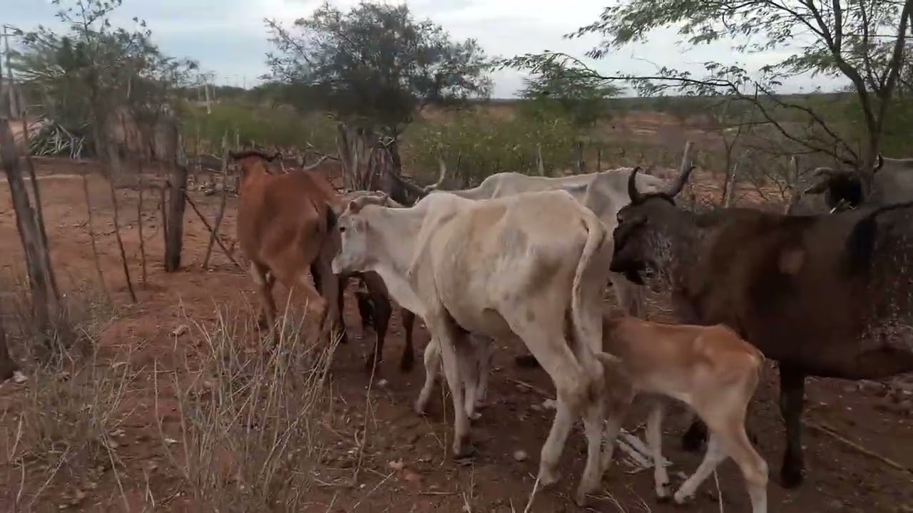 DEPOIS DAS CHUVAS VEJAM A DIFERENÇA DAS ÁRVORES .
