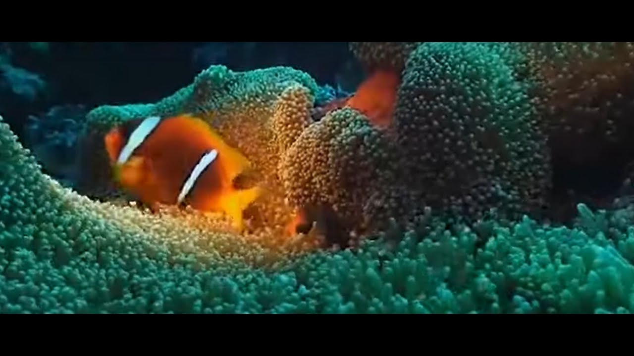 11 Hours Tranquil Underwater World -Relaxing Nature Movie in HD 4k | Yoga music | mind relaxing