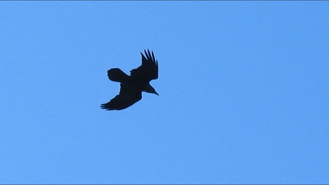 Raven joy rides upslope wind