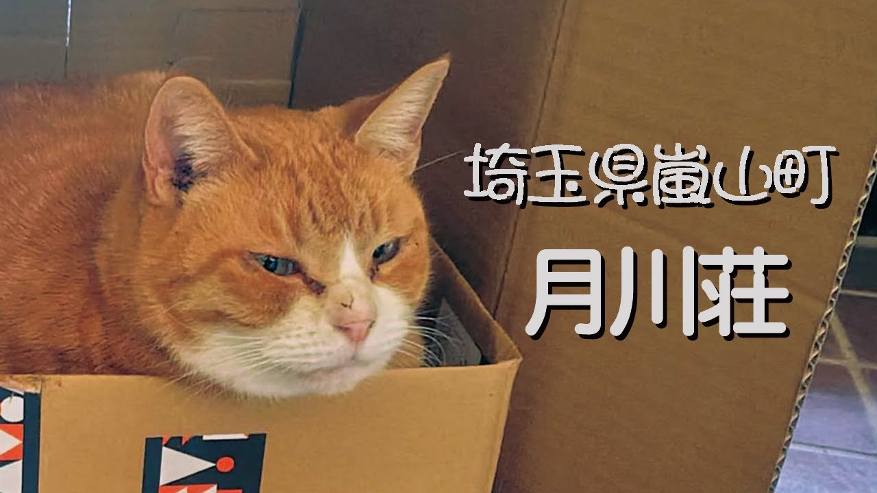 【月川荘】埼玉県嵐山町たくさんのかわいいネコ達が迎えてくれるキャンプ場!!かなり癒されますよ｡