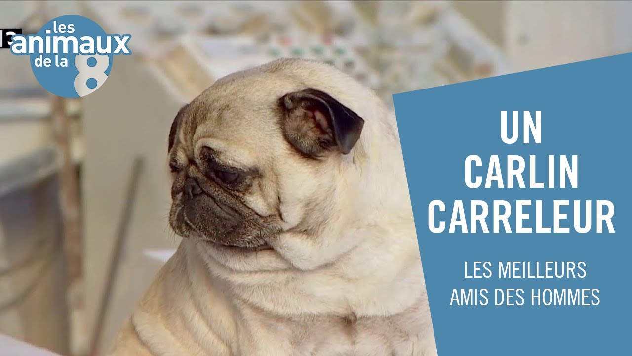 Un carlin tailleur de pierres - Les Animaux de la 8