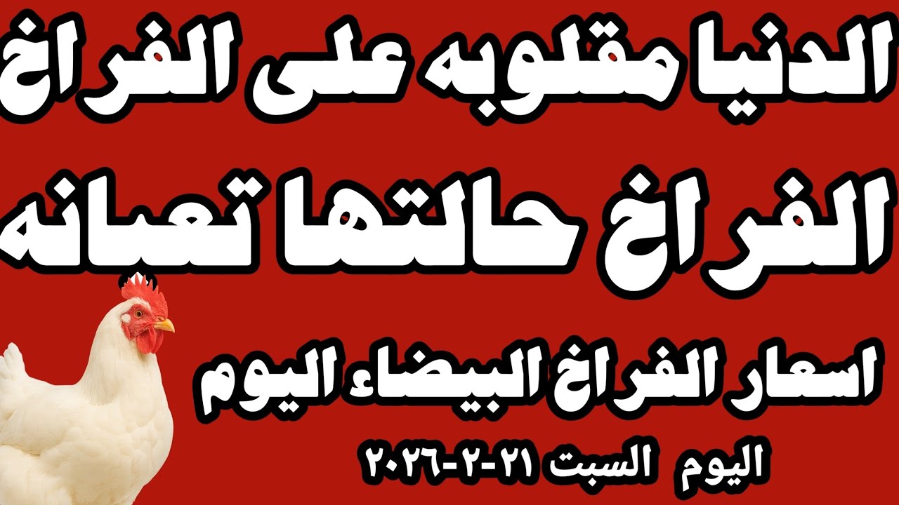 اسعار الفراخ البيضاء سعر الفراخ البيضاء اليوم السبت ٢١-٢-٢٠٢٦ جمله وقطاعي في المحلات في مصر 