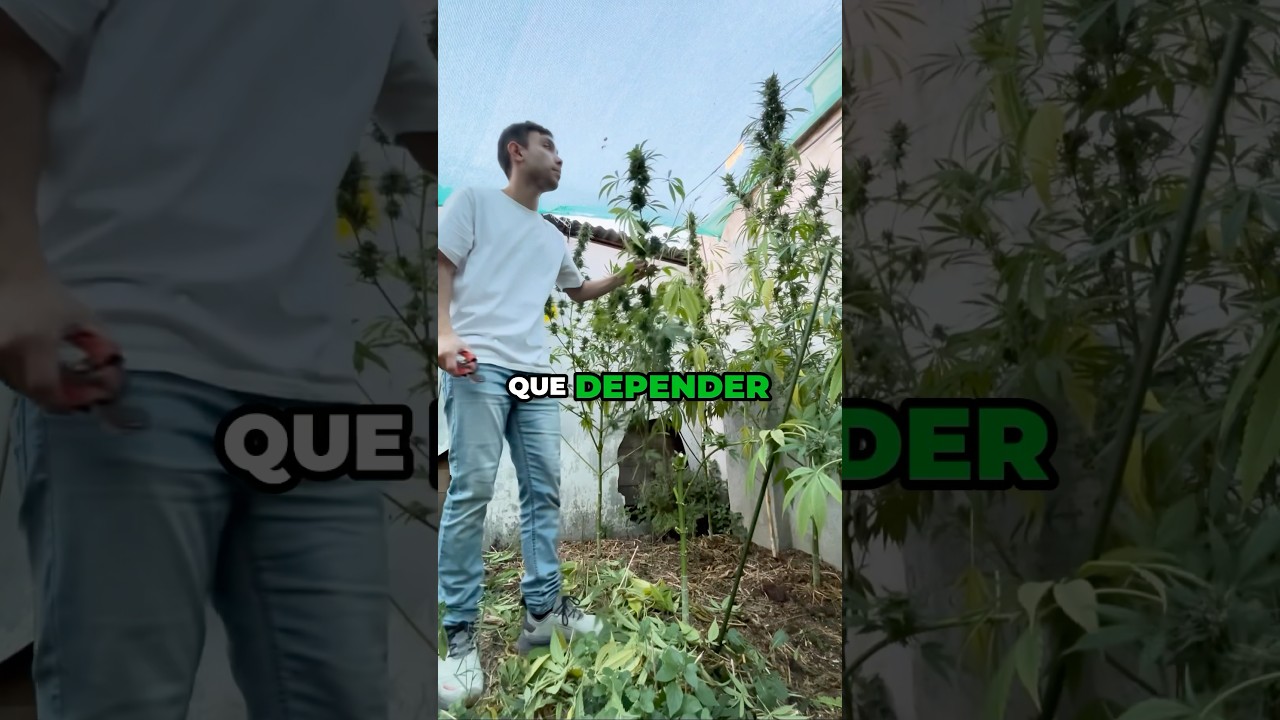La raz&oacute;n por la qu&eacute; hago contenido de cultivo