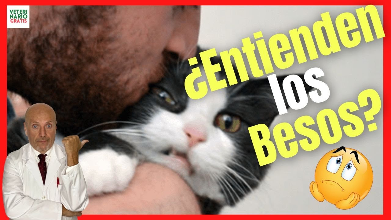 ¿LOS GATOS ENTIENDEN LOS BESOS? 💞¿CÓMO SE SIENTEN LOS GATOS CUANDO LES BESAMOS? ¿LES GUSTAN?