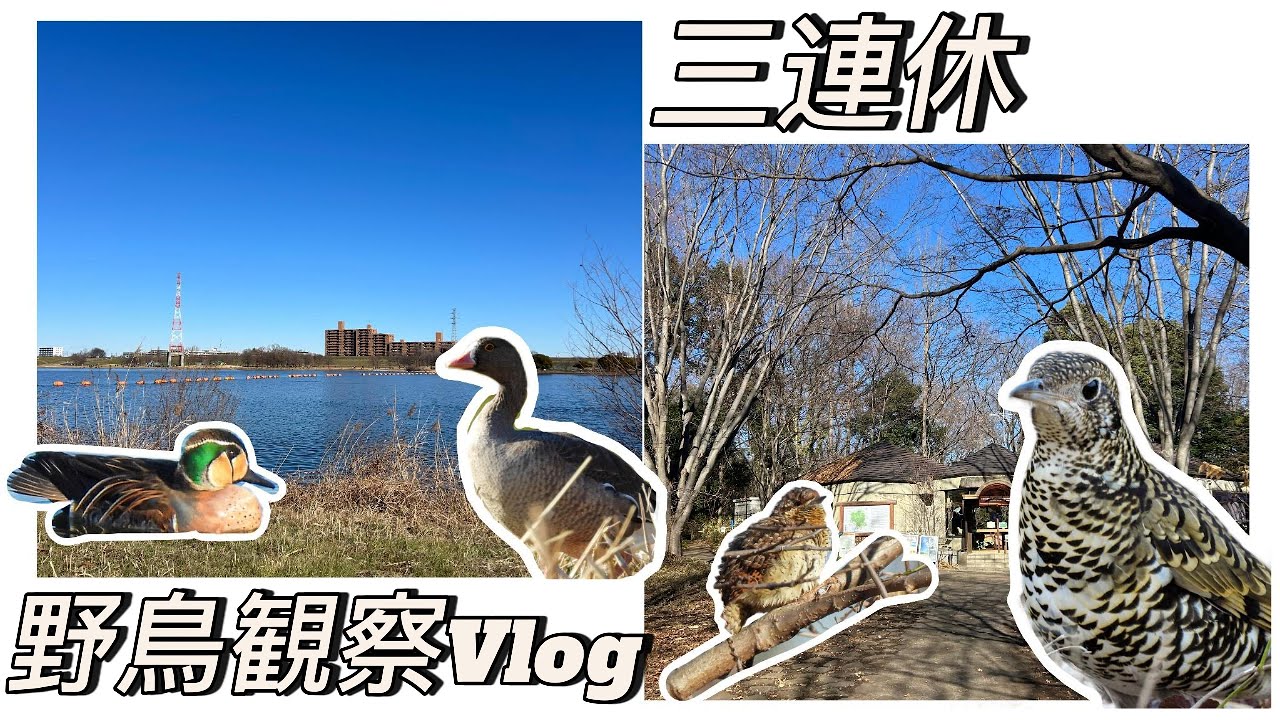 最高の三連休！初見鳥４種！