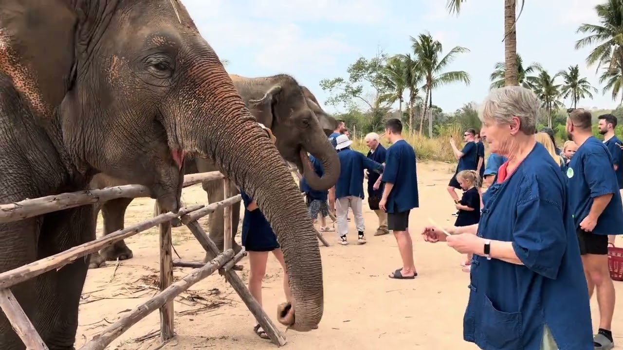 Chonburi - Feeding the elephants #elephant #thailand #sugarcane
