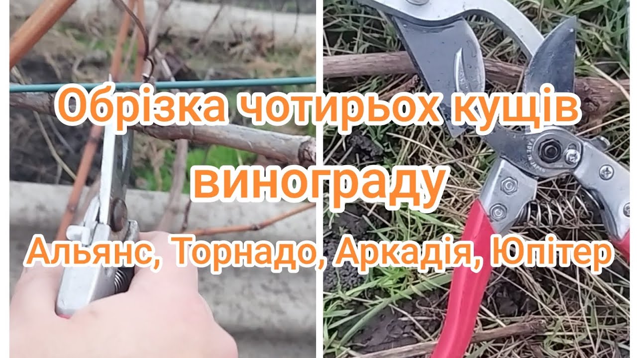 Обрізка винограду. Видалення старих рукавів. Переформування кущів. Полтавська область.