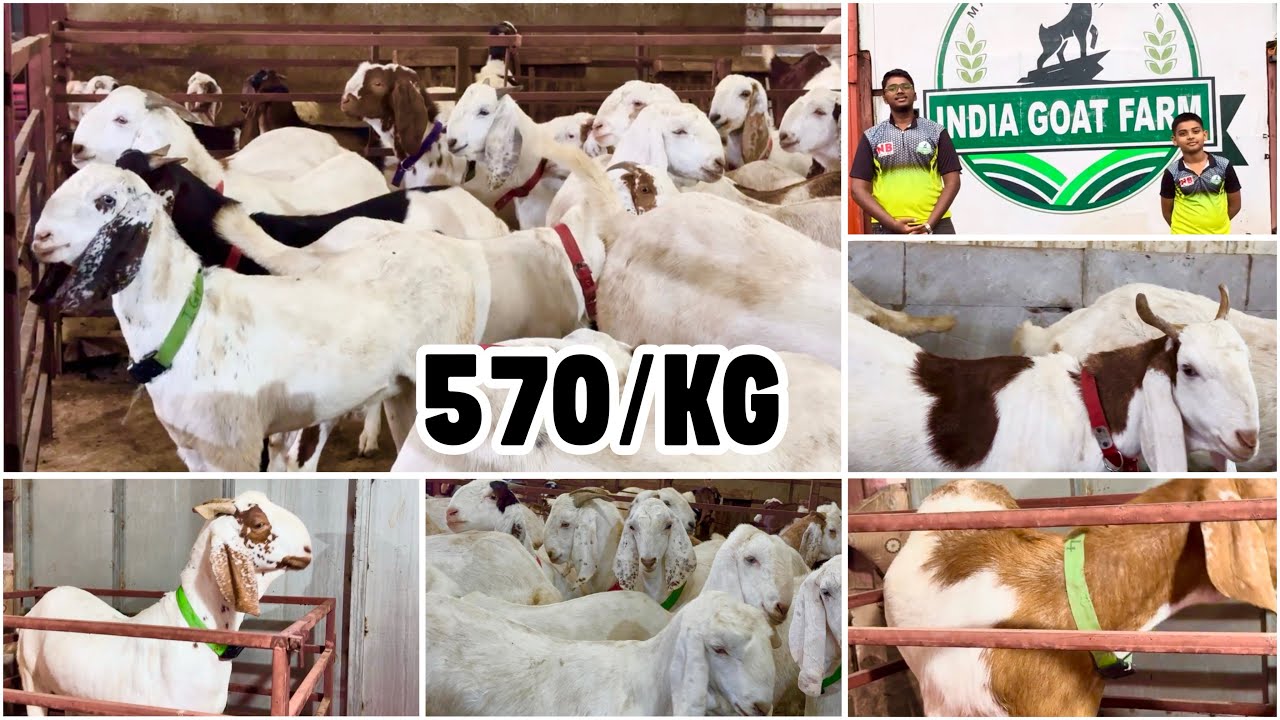 570/KG Sojat Bakre at India Goat Farm, Taloja