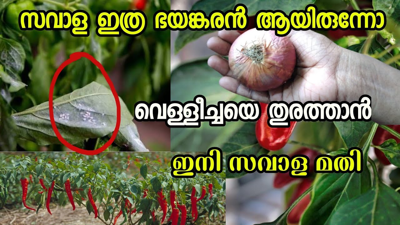 ചെടിയിലെ വെള്ളീച്ചയെ തുരത്താൻ ഒരു സവാള മതി 😱 Pesticide for white flies ||Pesticide using onion