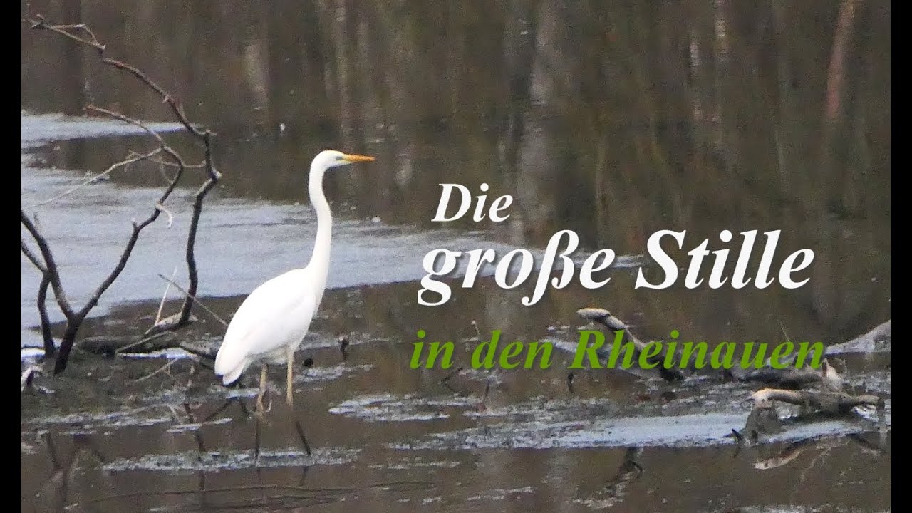 Ein paar Silberreiher sind zur Zeit die tierischen Lichtblicke in den Rheinauen.