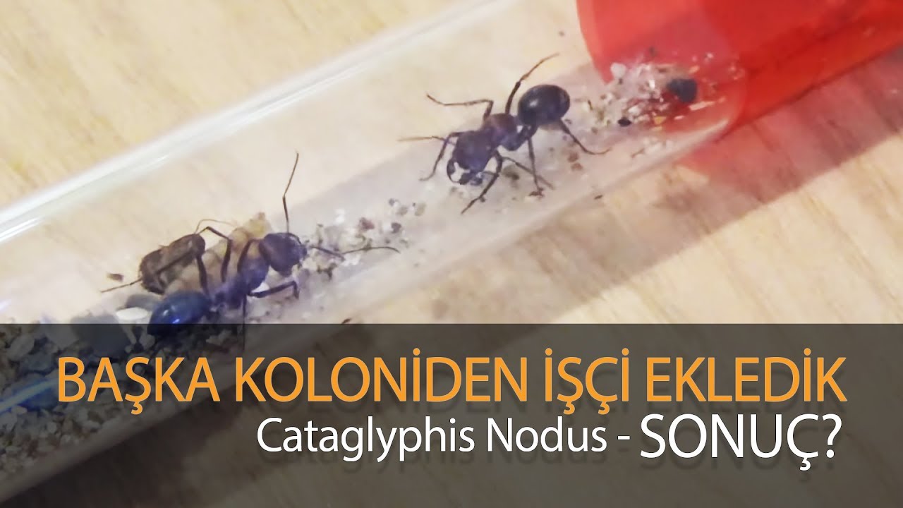 BAŞKA KOLONİDEN İŞÇİ EKLEDİK - İLK TEMAS! Cataglyphis Nodus