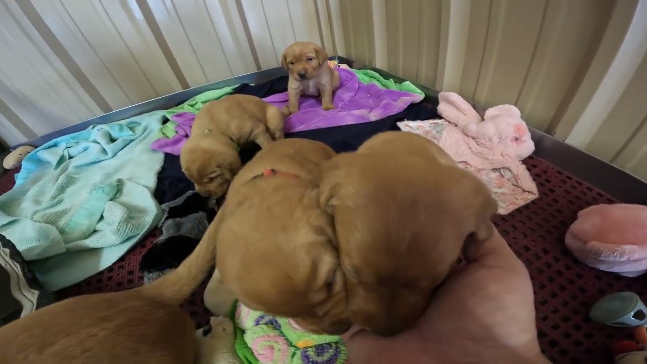 Alani's puppies are 24 days old