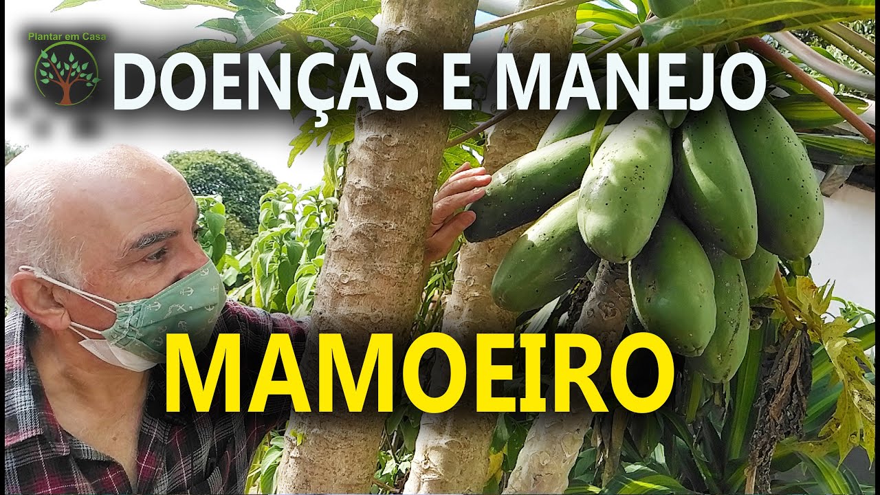 MAMOEIRO Poda e Manejo, Produzir em Área sem Cultivo, Retorno com Sergio Semerdjian ao SAL