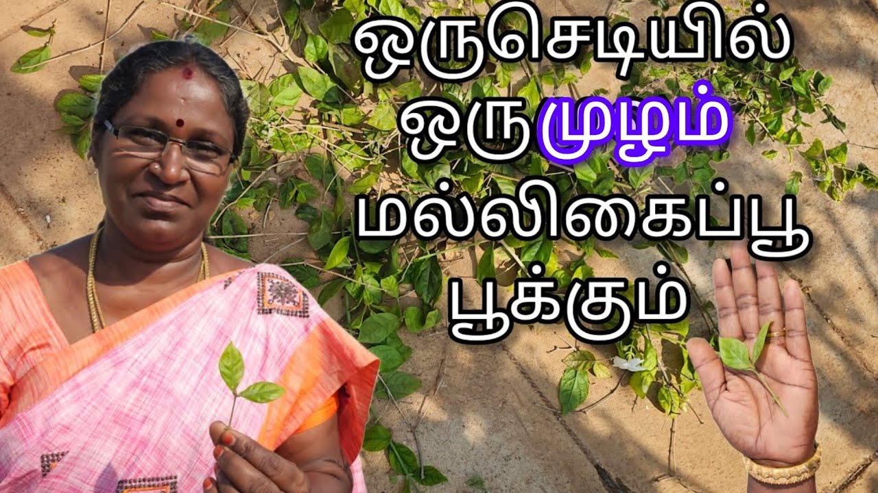 மரு வுக்கு மருந்து | பூத்துக் குலுங்கும் இருவாச்சி, மல்லி#maadi thottam in tamil #terracegarden