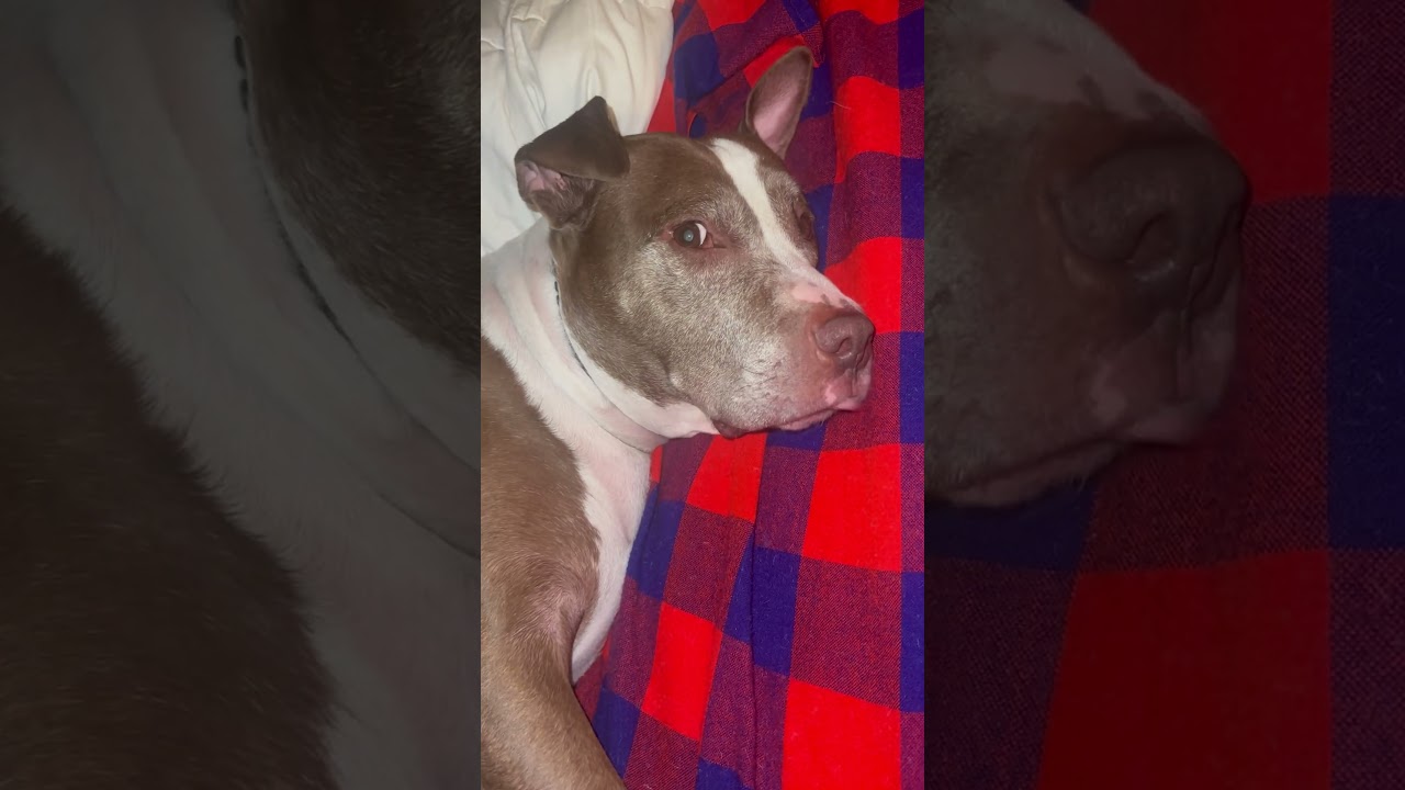 How dogs communicate… Thru their lick. Build that strong best friend connection, listen to them
