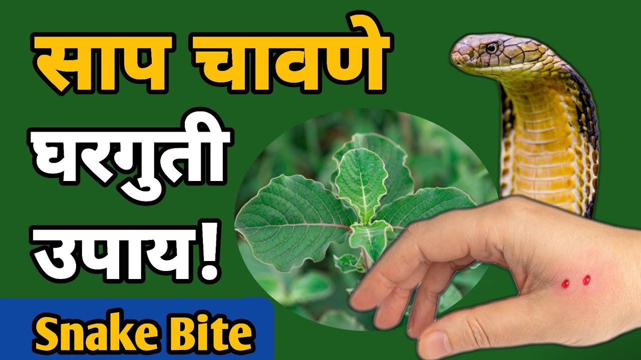 सर्पदंश झाल्यास तात्काळ काय करावे | घरगुती उपाय व आयुर्वेदिक माहिती | Snake Bite First Aid 