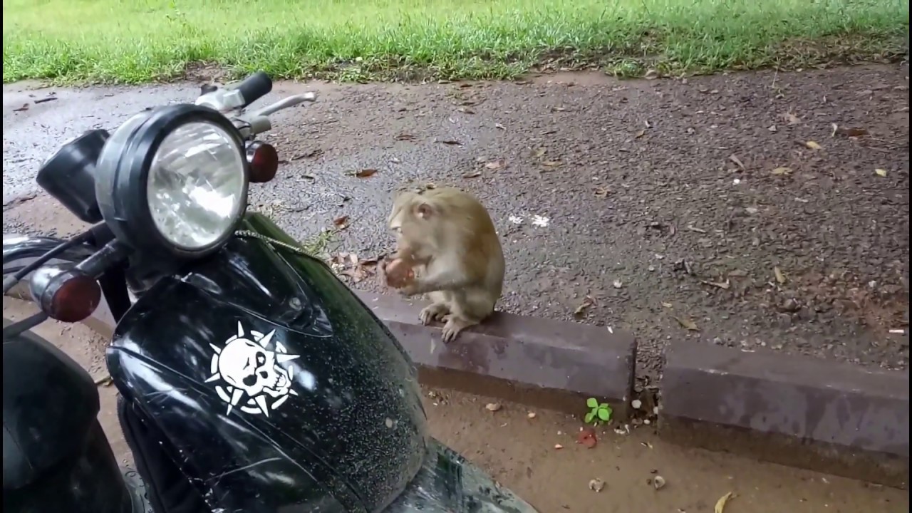 Surprising Monkey Waiting For Food At Angkor Wat - Funny Monkey Video VIP 2017