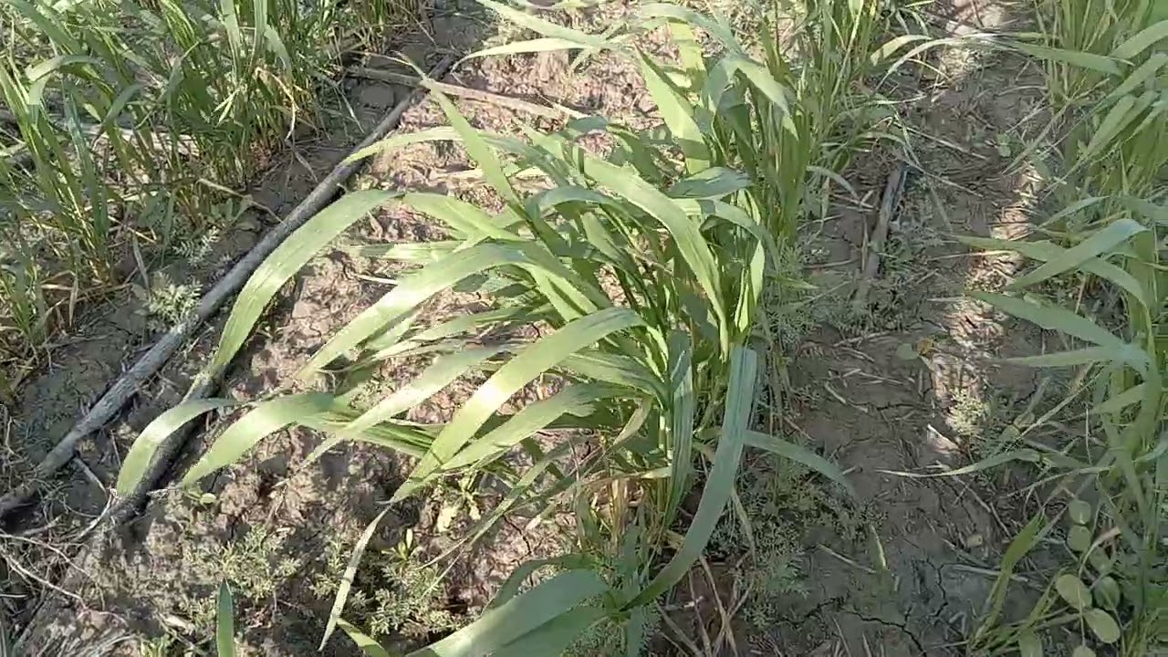 Норма высева пшеницы и ширина междурядие.