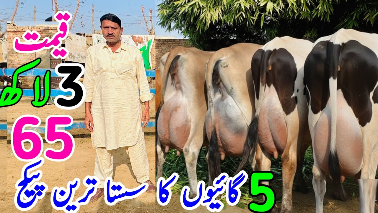 1️⃣Khokhar Dairy Farm 🐄 | Top Class Jersey Friesian Cross Cows For Sale in Pakistan | 2026 New Video
