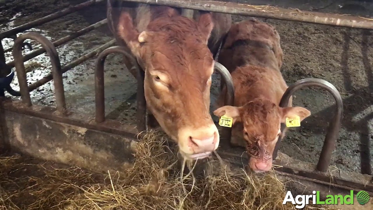 Beef focus: Close to 800 cattle on show at Jalex herd open day