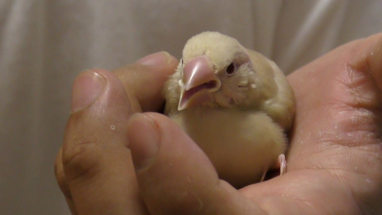 はじめまして、ベーグルです #66