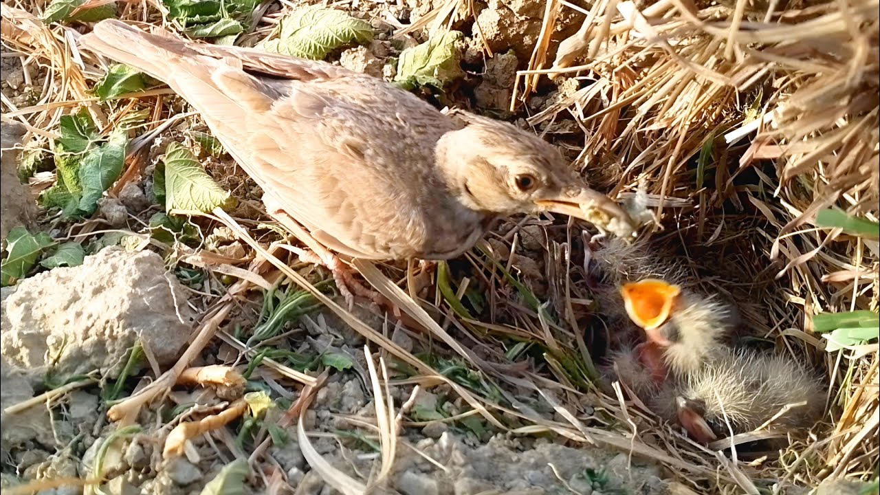 Skylarks mother feeding worm for baby's @animalswithbirds 