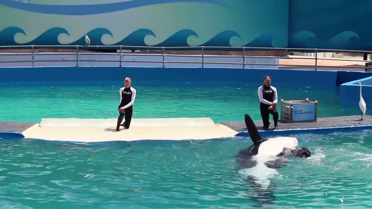 Lolita: The Bathtub Whale