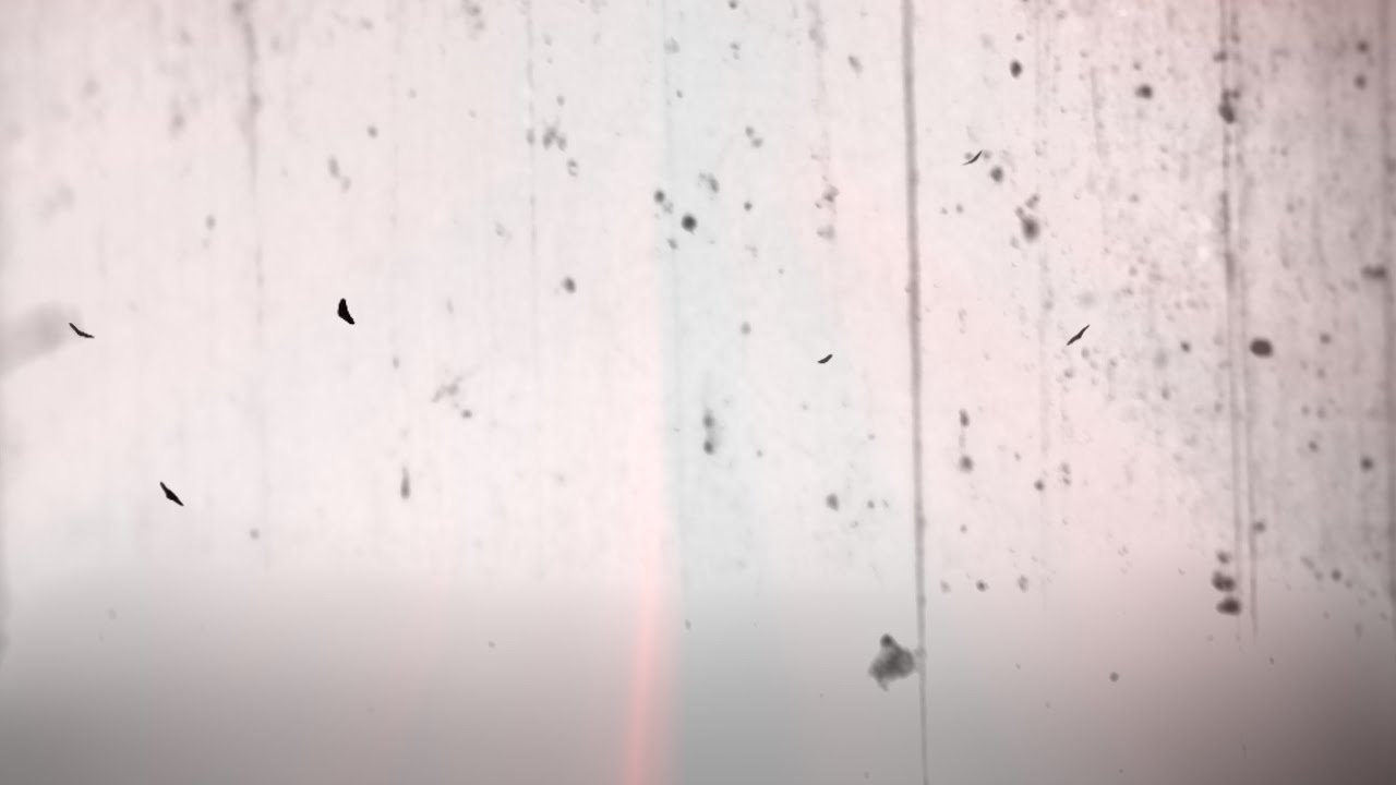 Mahler/Fondermann »Schattenvogel«