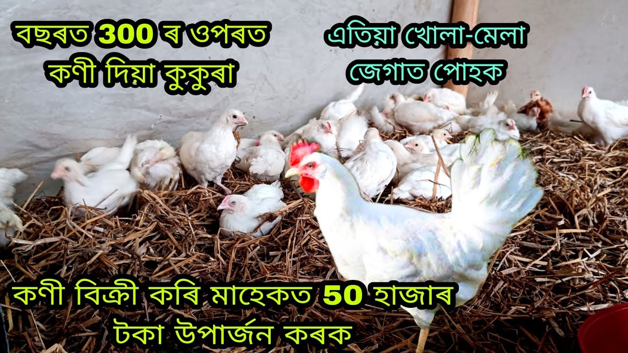 Bv300 Layer Farm Nagaon। Assam Layer farm। White layer farm। koni diya murgi farm। Egg production