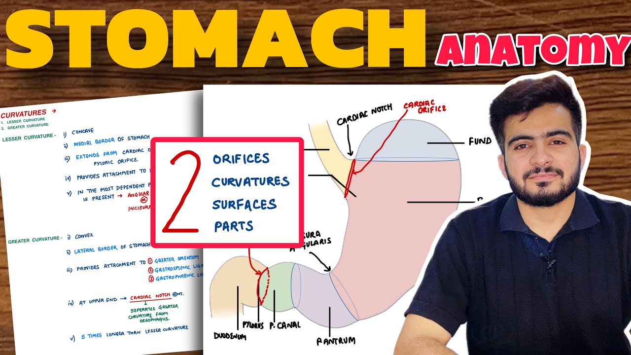 Stomach Anatomy (1/2) | Parts of Stomach | External Features of Stomach