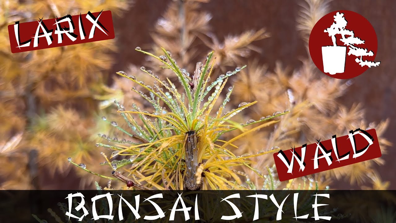 Weiterentwicklung meines Lärchenwalds | Hybridlärche (Larix x eurolepsis) | #049 Bonsai Style