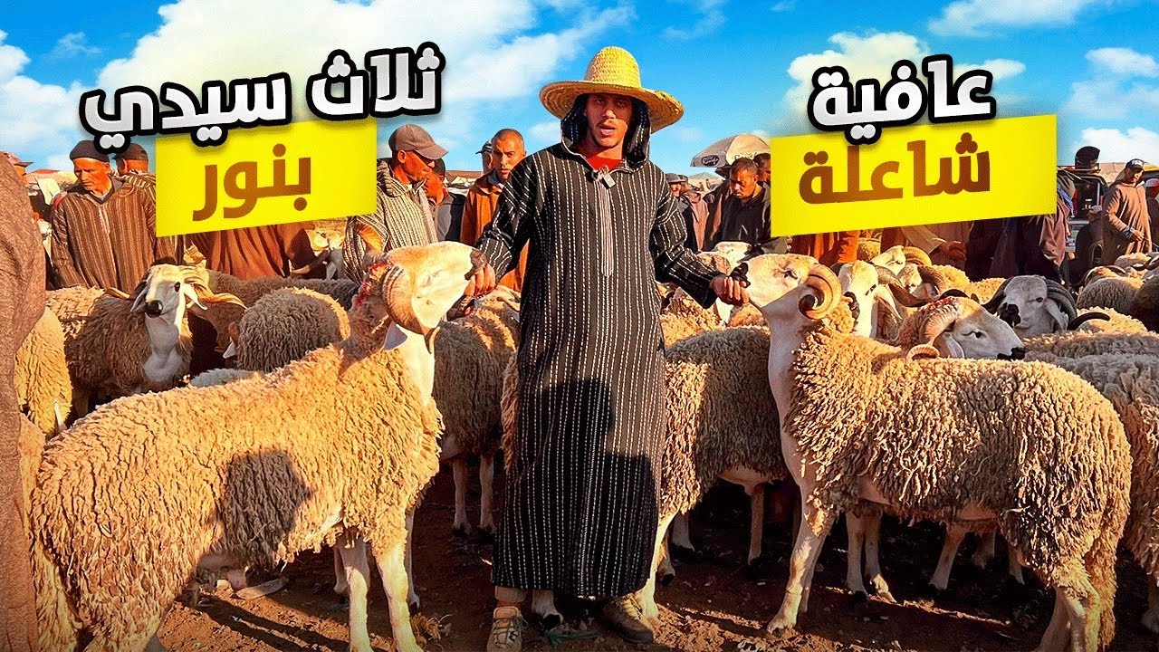 اليوم من سوق الثلاثاء سيدي بنور بالمغرب 🇲🇦مع أثمنة حولي عيد الأضحى 🐑 بتاريخ 21/05/2024