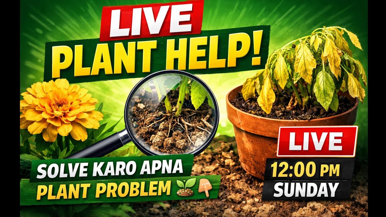 LIVE PLANT HELP 🌱 APNA PLANT PROBLEM CHAT MEIN LIKHO HAM ABHI SOLUTION BATAENGE 🌱
