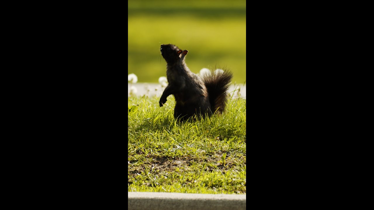 Why Are There So Many Black Squirrels In Toronto?