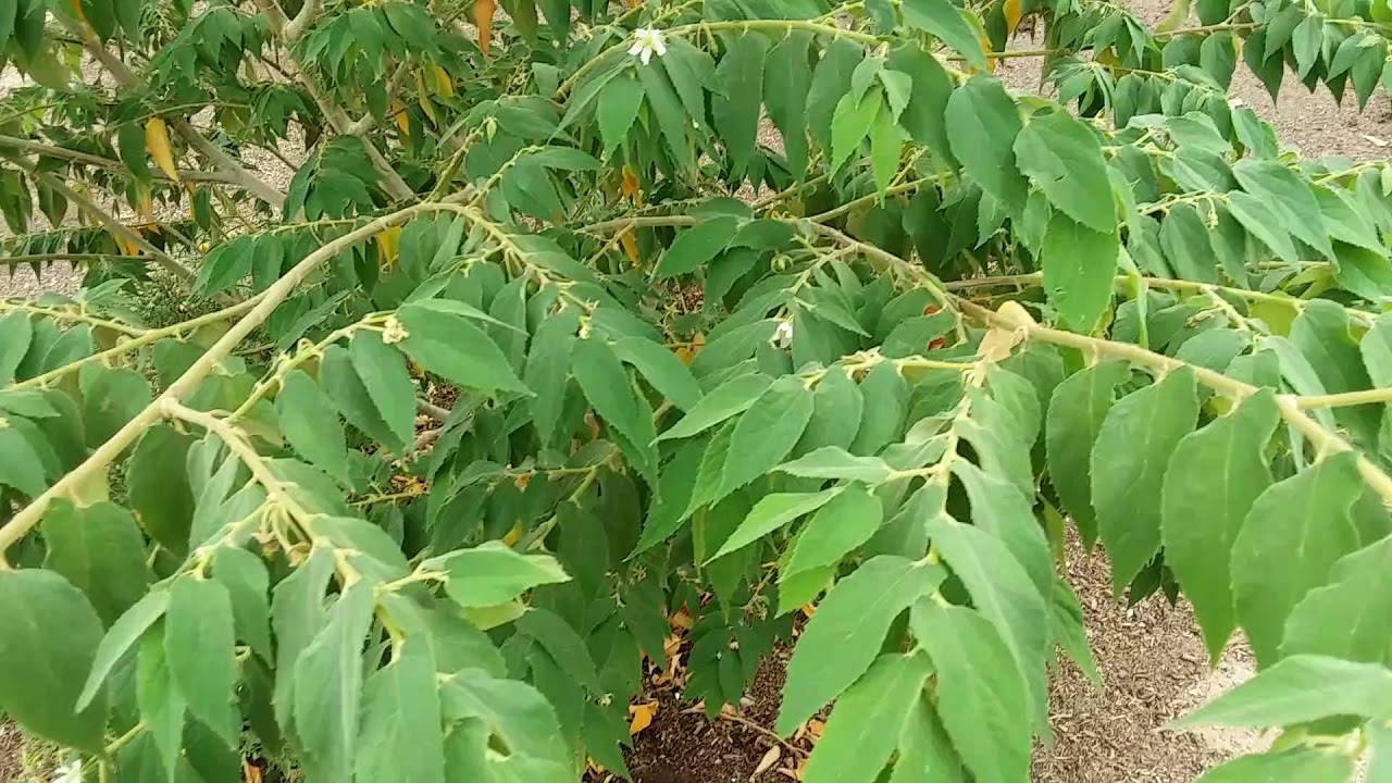 Ice cream bean and strawberry tree! Full sun, fast growing, fruit and shade!