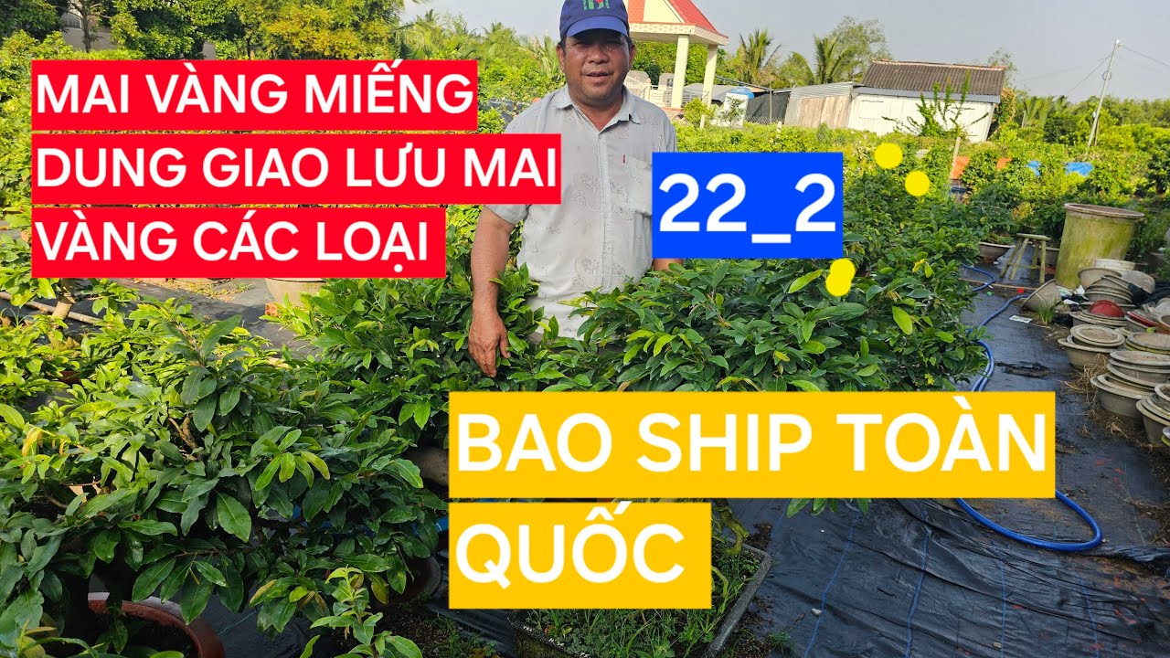 0366 048 123 MAI VÀNG MIẾNG DUNG GIAO LƯU MAI VÀNG CÁC LOẠI