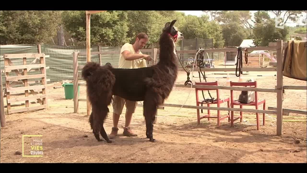 Le Lama comme réconfort des personnes âgées - Var Lamas