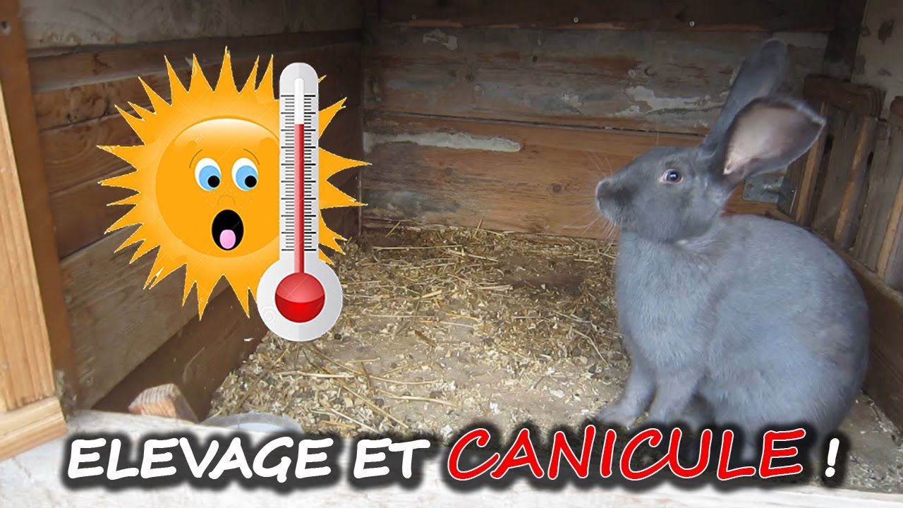 Élevage sous la Canicule