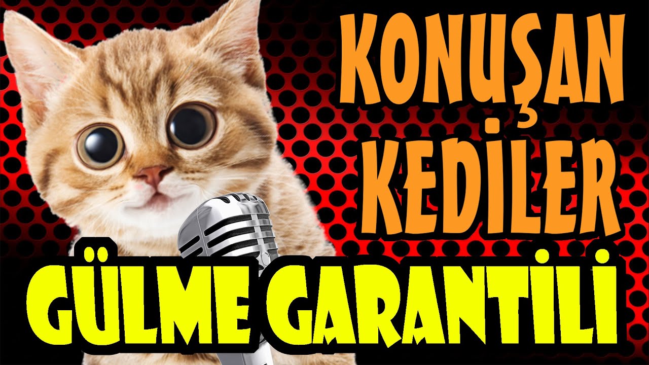 KONUŞAN KEDİLER 100 DAKİKA - En Komik Kedi Videoları (Pati TV)
